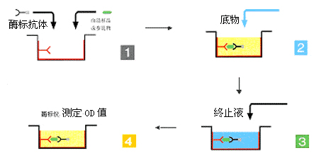 双位点一步法 